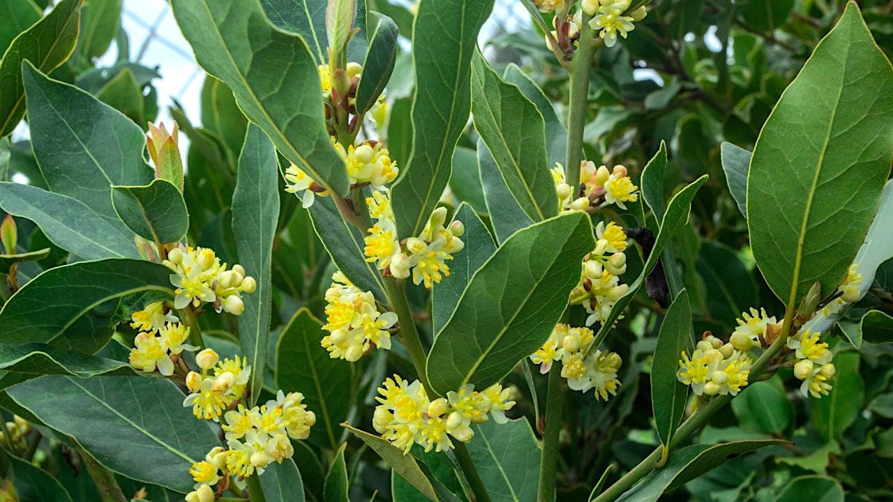 庭に植えるといい縁起の良い木「月桂樹」