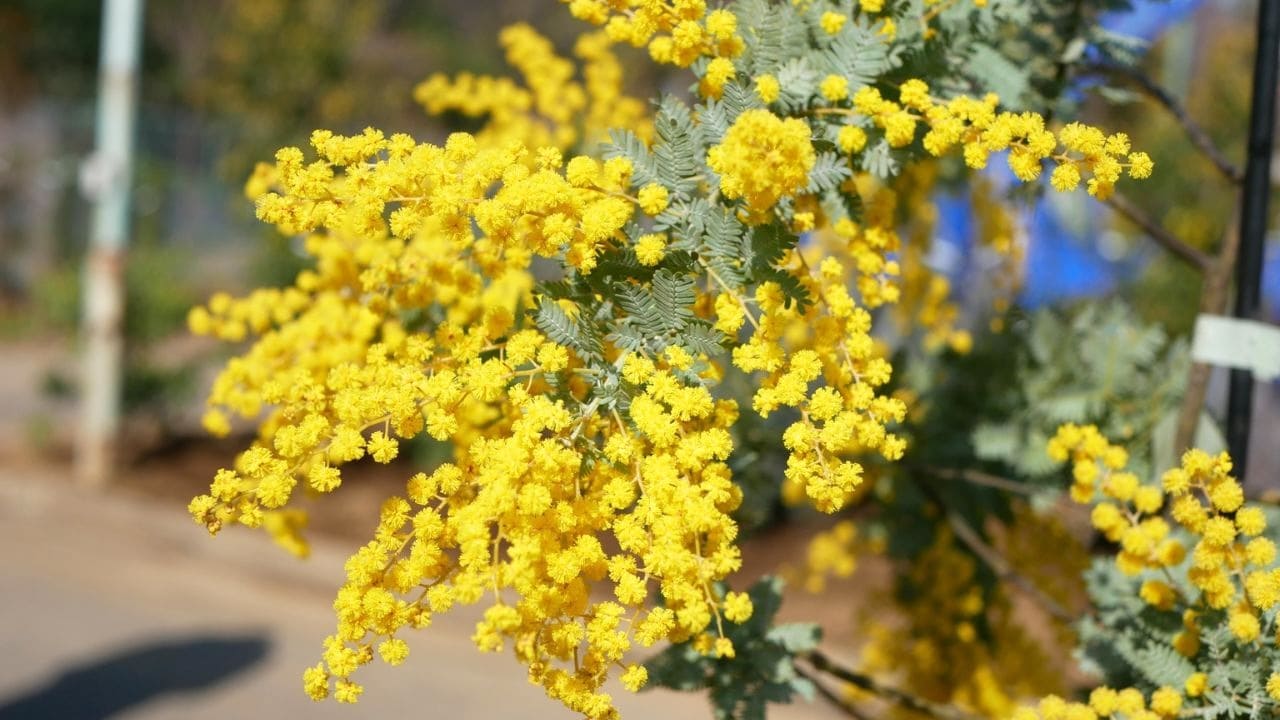 庭に植えるといい縁起の良い木「ミモザ」