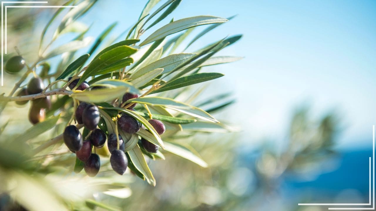 庭に植えてよかった果樹「オリーブ」
