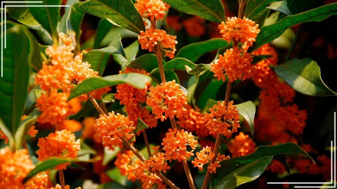 庭に植えてよかった木「キンモクセイ」