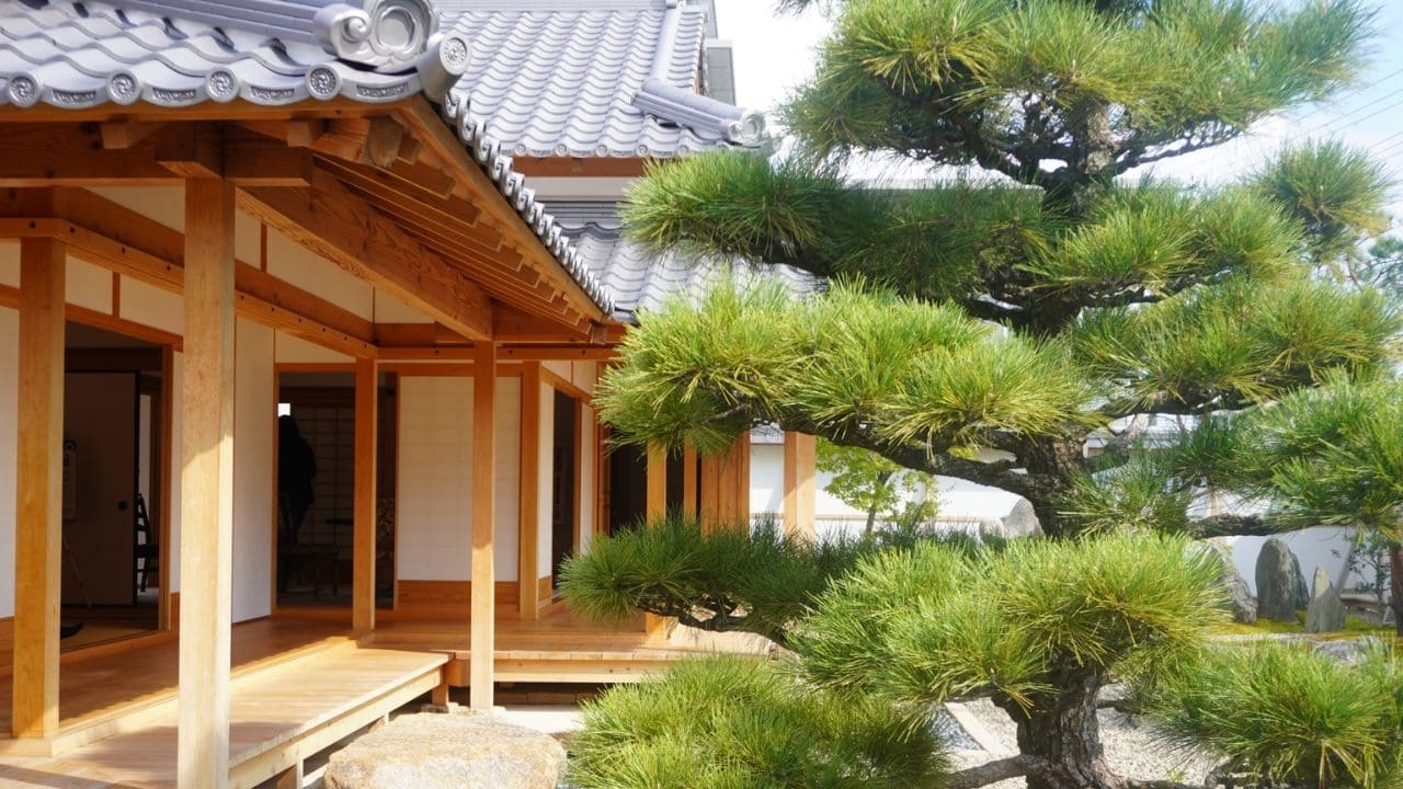 庭に植えるといい縁起の良い木「松」