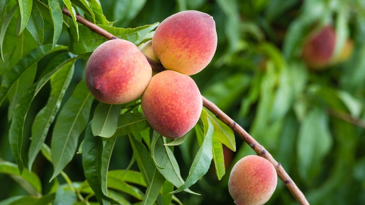 庭に植えるといい縁起の良い木「桃」