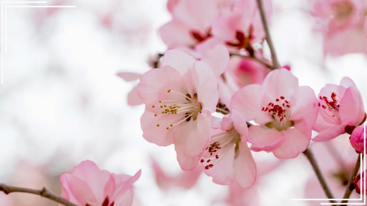 庭に植えてよかった木「桃の木」