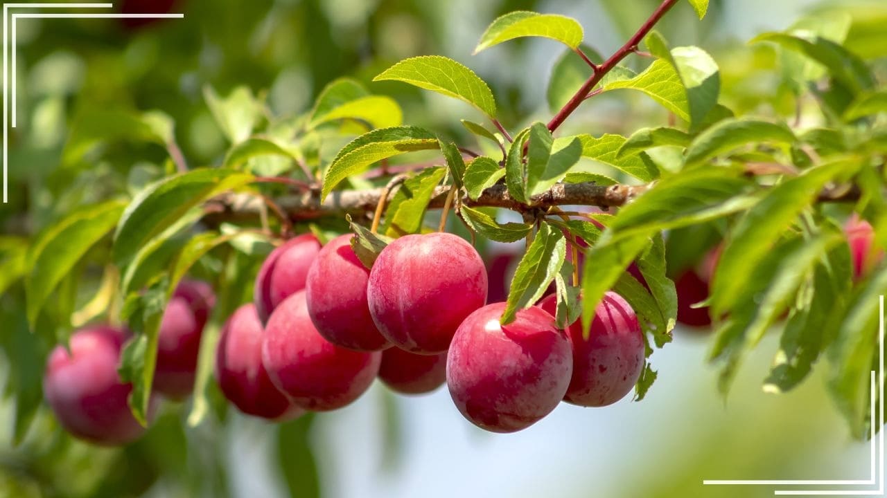 庭に植えてよかった果樹「プラム」