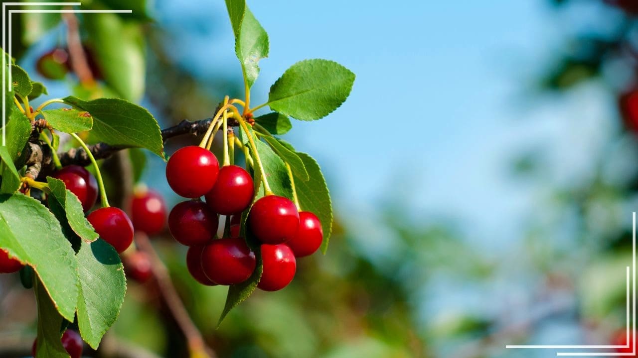 庭に植えてよかった果樹「さくらんぼ」