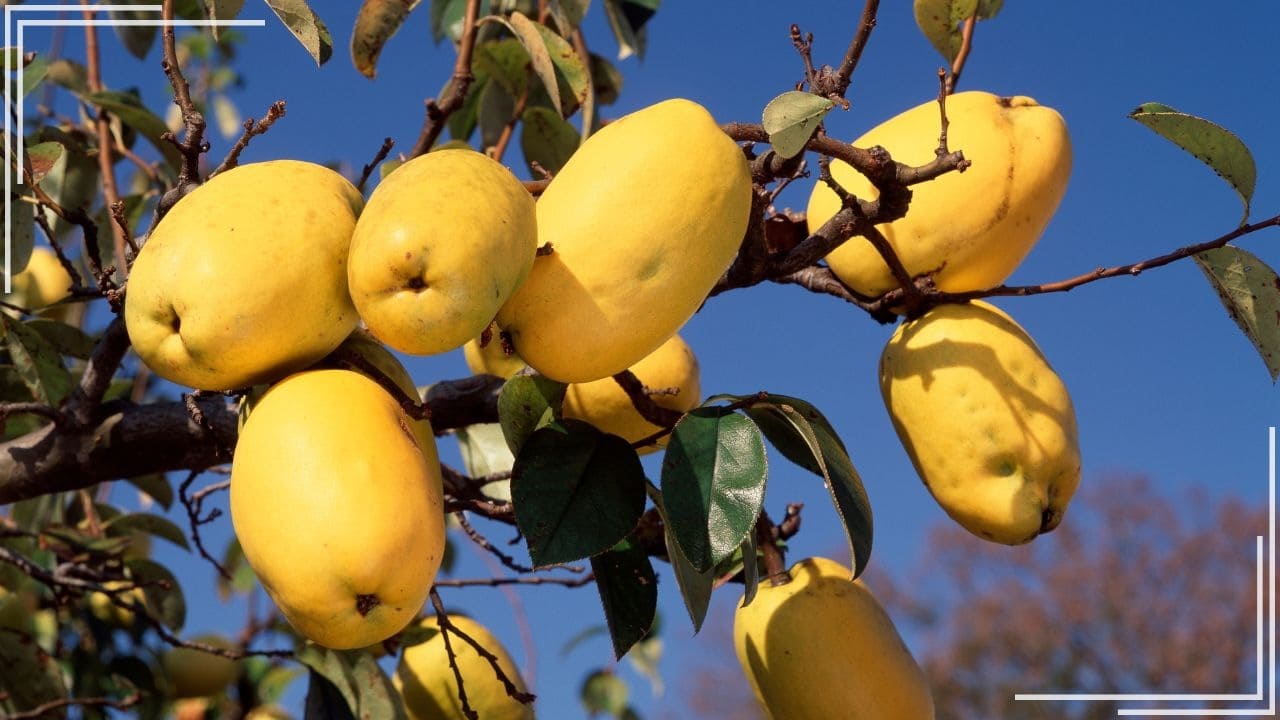 庭に植えてよかった果樹「カリン」