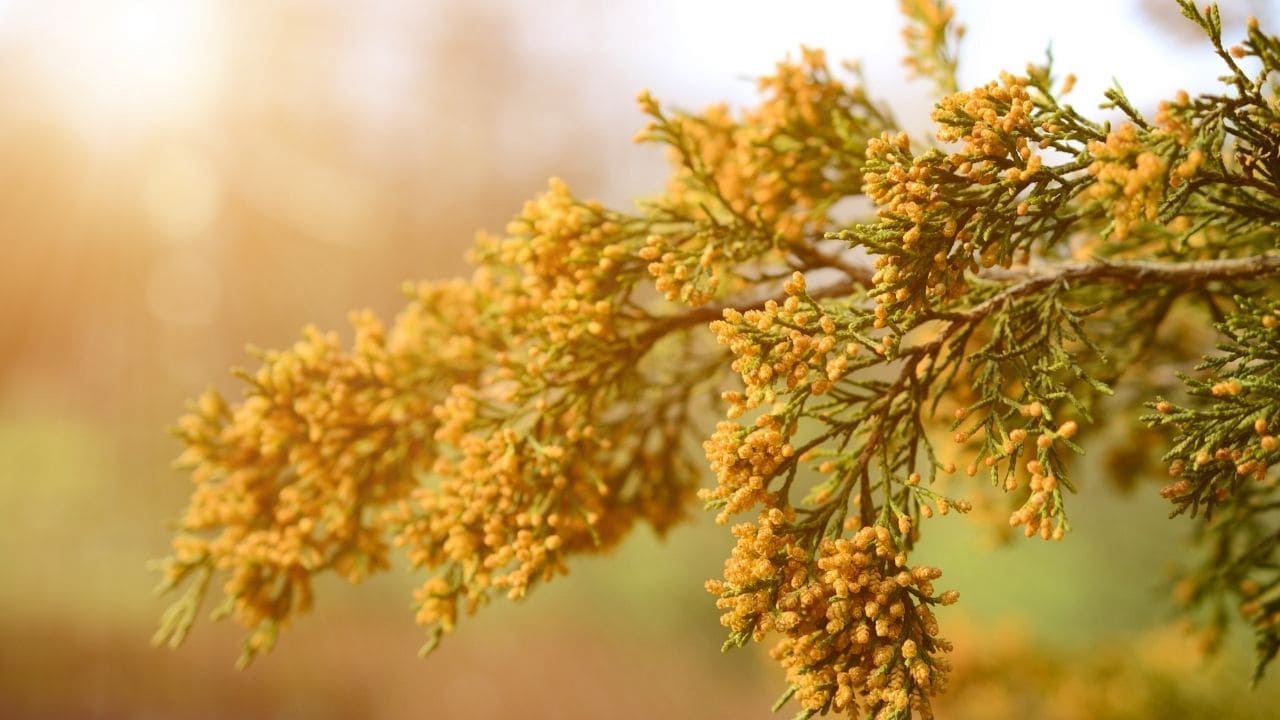 コニファーおすすめ20種類【比較表-ランキング-庭の設計ポイントも解説♪】