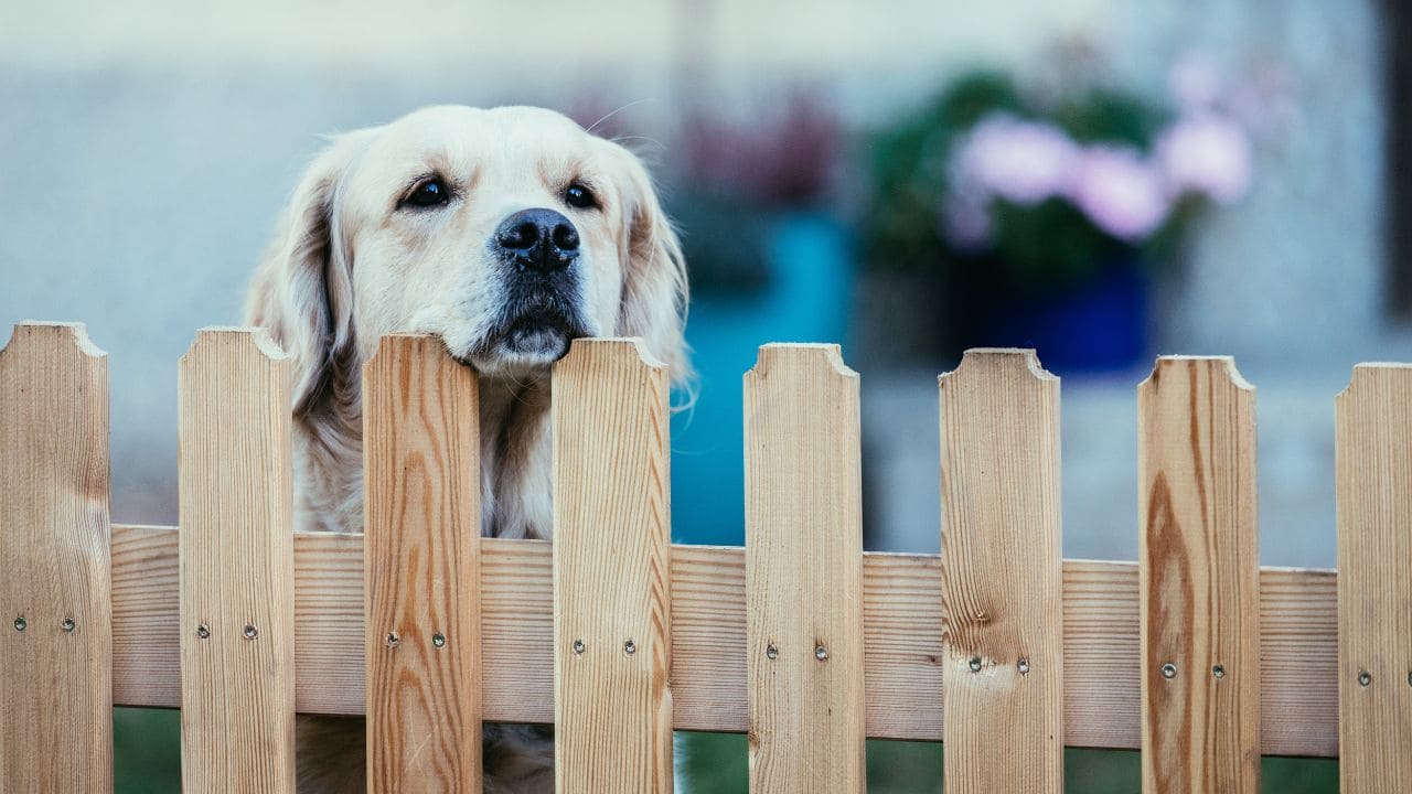 庭で犬を遊ばせるドッグランの画像
