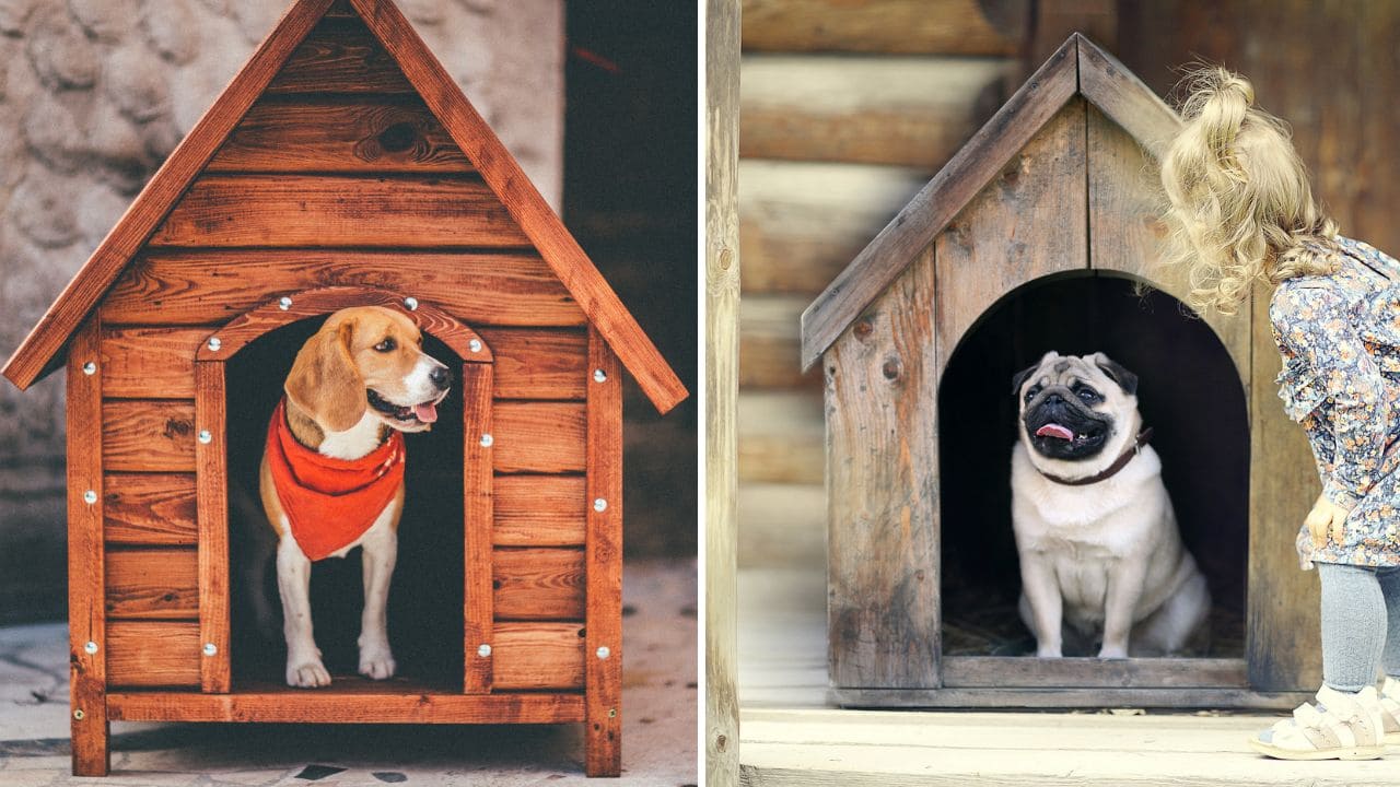 庭で犬を遊ばせるドッグランの画像