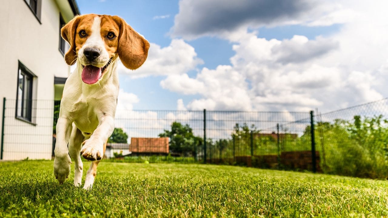 庭で犬を遊ばせるドッグランの画像