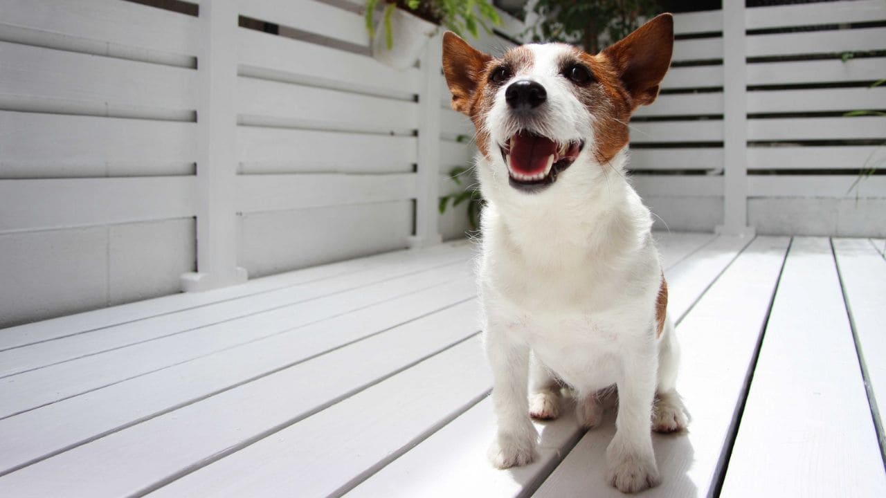 庭で犬を遊ばせるドッグランの画像