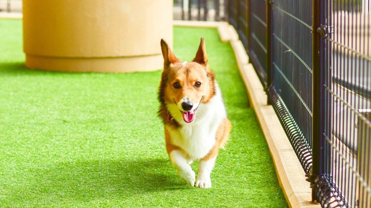 庭で犬を遊ばせるドッグランの画像