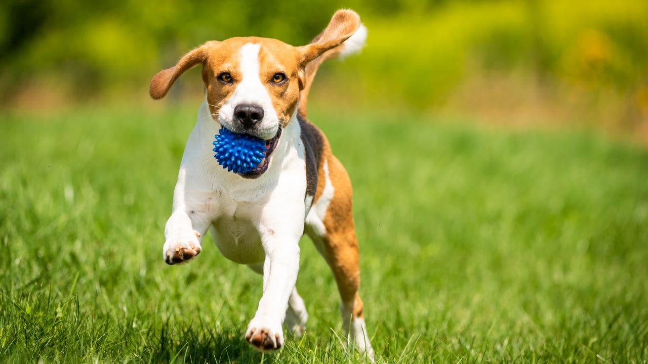 庭で犬を遊ばせるドッグランの画像