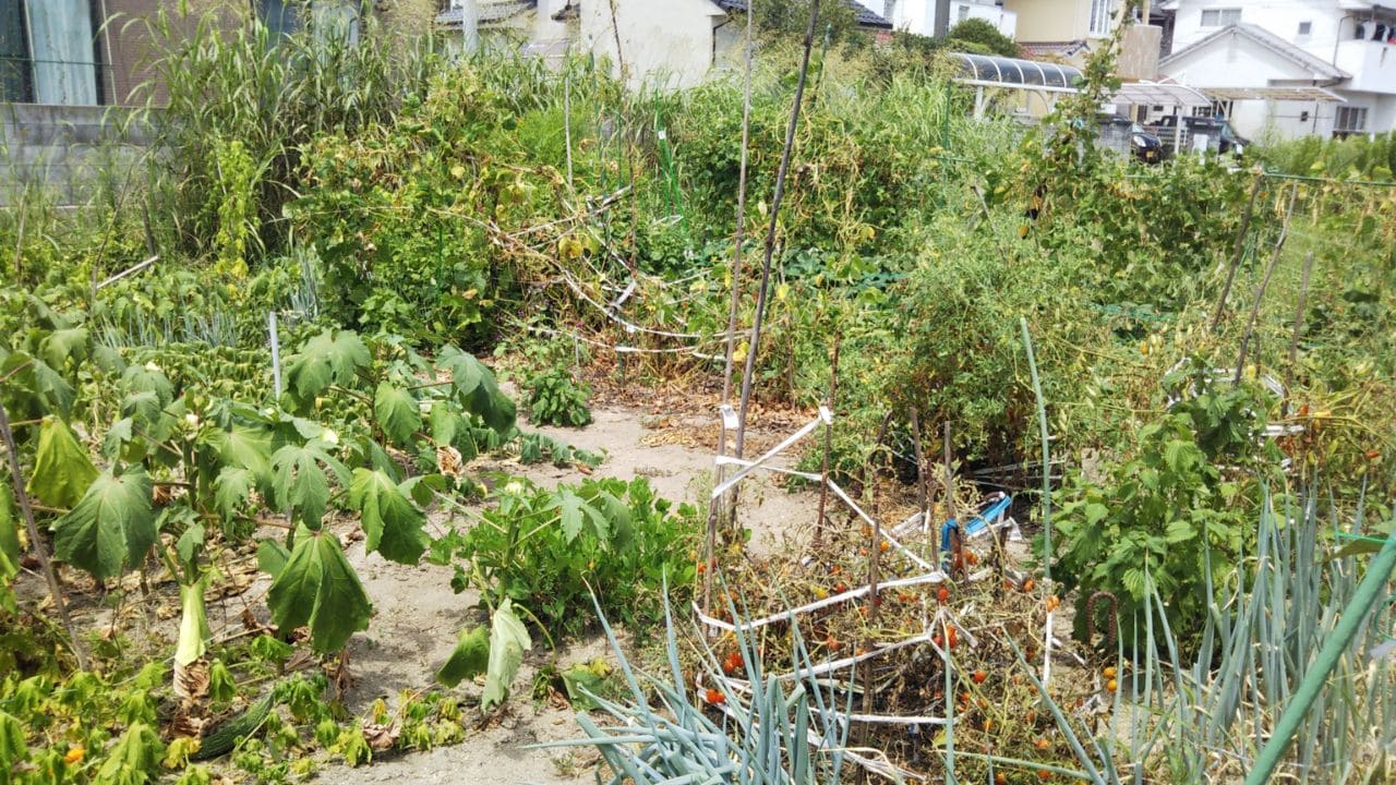 荒れた庭の画像