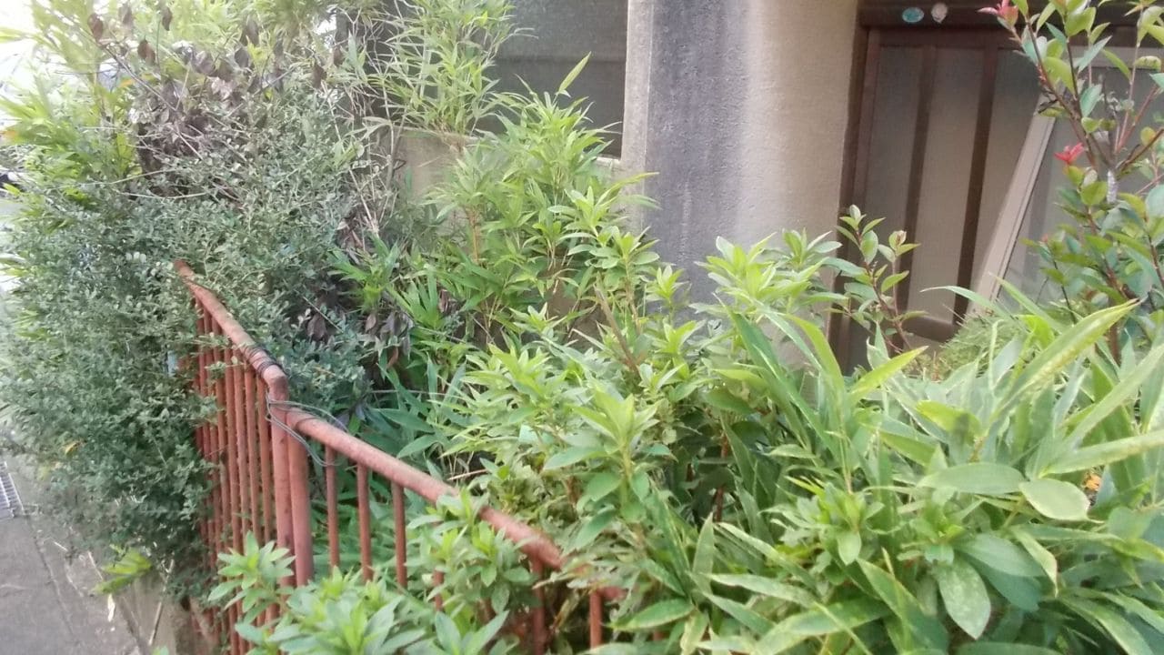 荒れた庭の画像