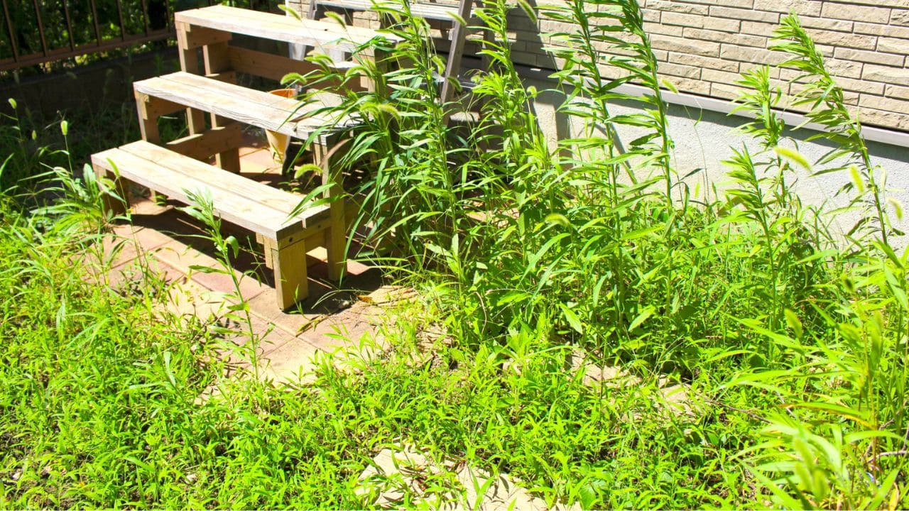 荒れた庭の画像