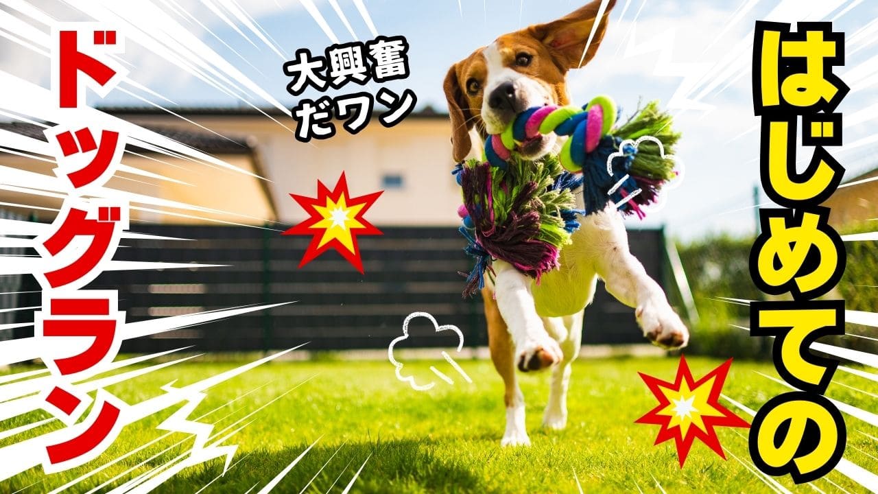 犬を庭で遊ばせるドッグラン計画ガイド🐶【あなたの愛犬は幸せですか？】