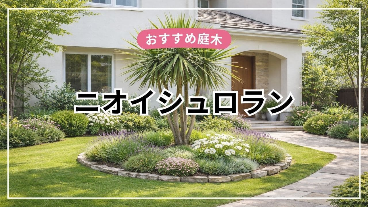 ニオイシュロランはシンボルツリーにおすすめ【特徴・育て方・剪定・後悔ポイントまで解説】