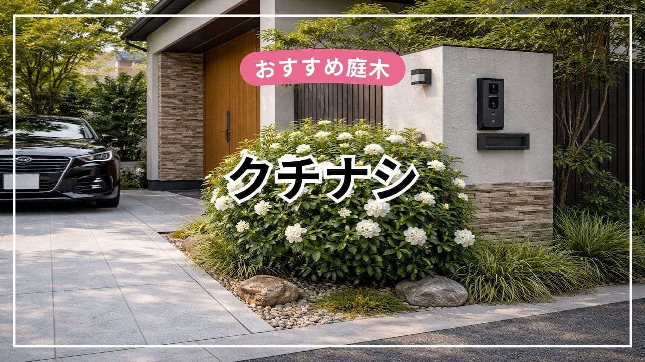 クチナシは庭木におすすめ【特徴・育て方・剪定・後悔ポイントまで解説】