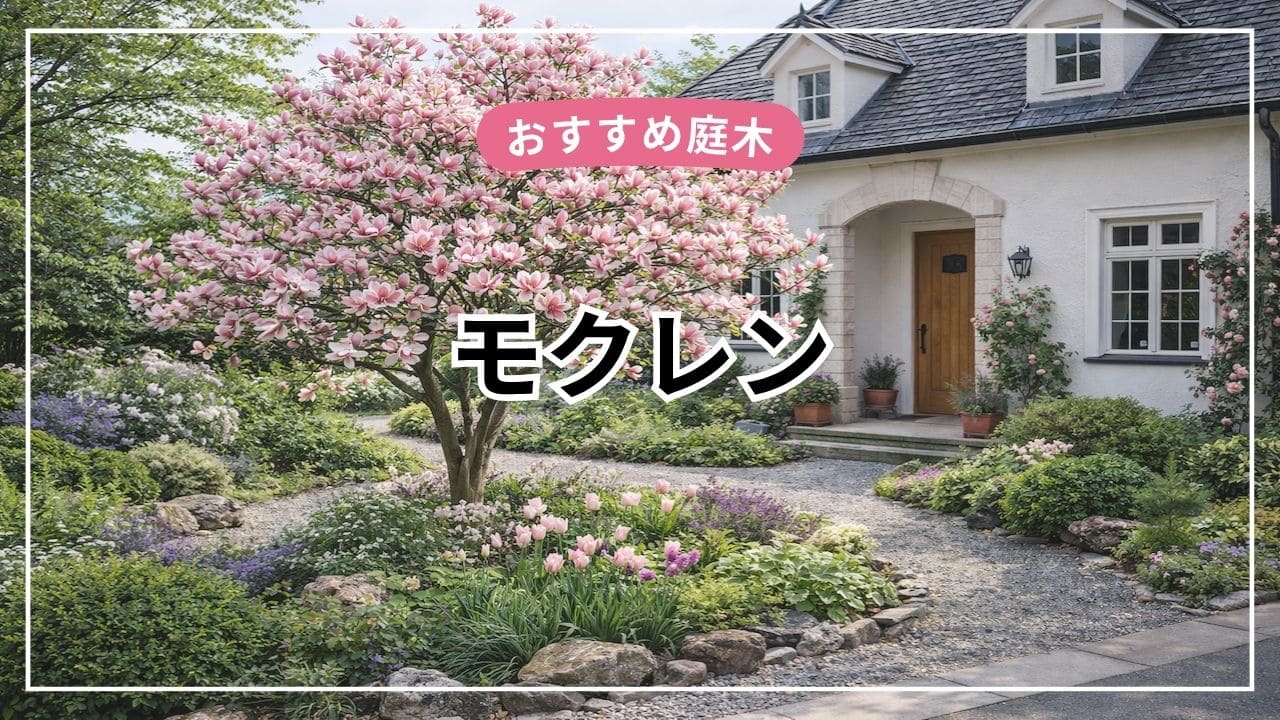モクレンは庭木におすすめ【特徴・育て方・剪定・後悔ポイントまで解説】