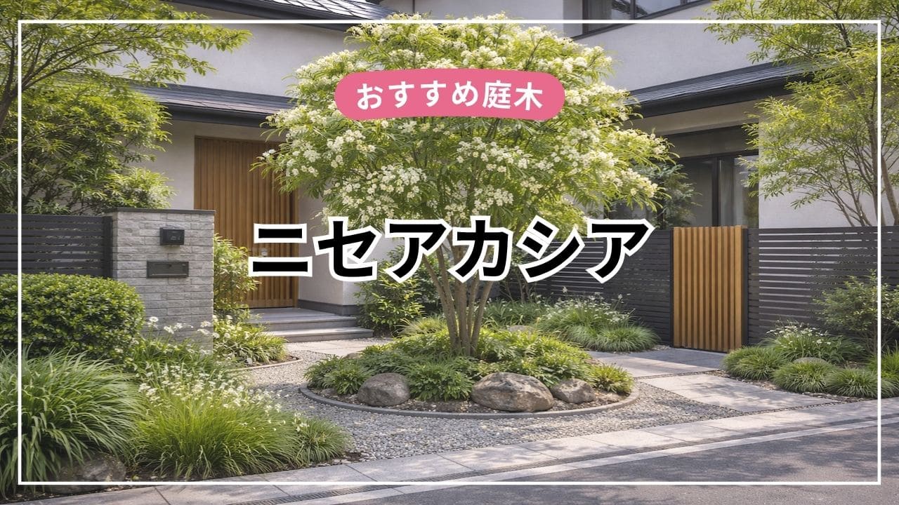 ニセアカシア・フリーシアは庭木におすすめ【特徴・育て方・剪定・後悔ポイントまで解説】