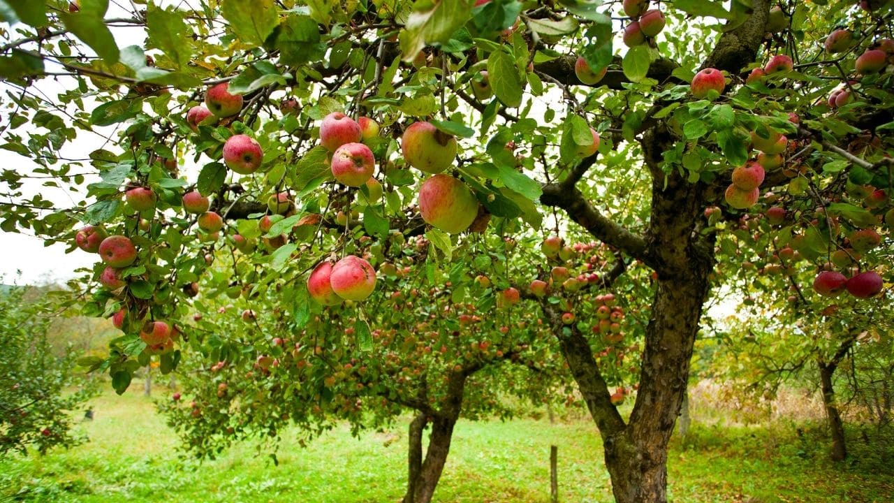 実がなったりんごの木