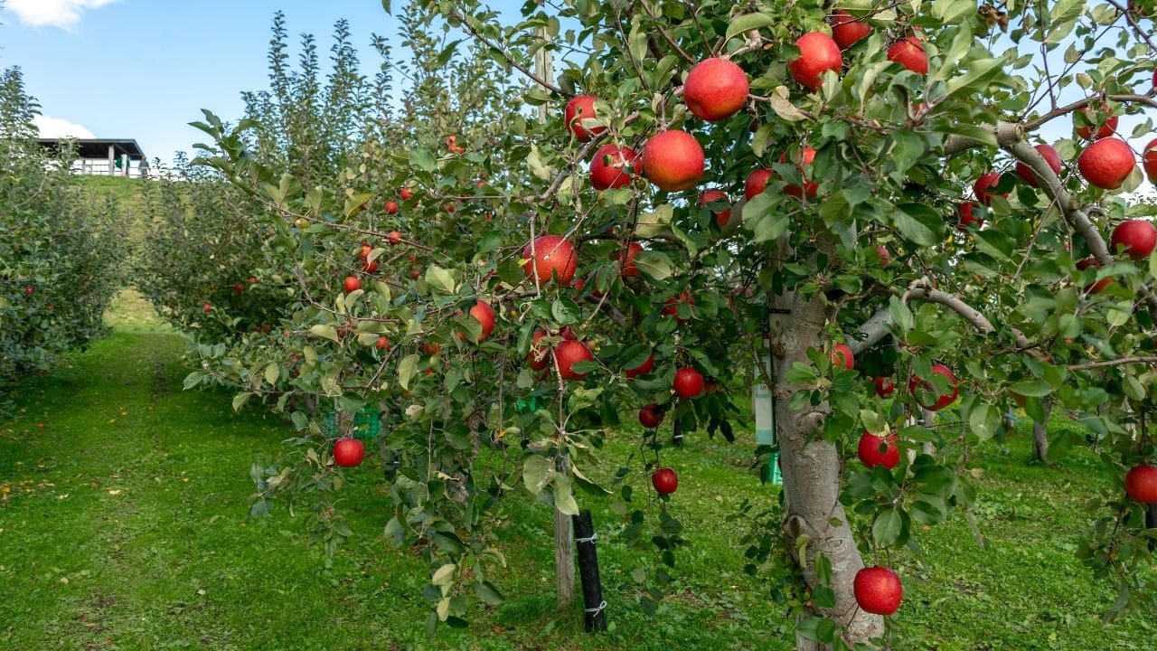 赤い果実がなったりんごの木