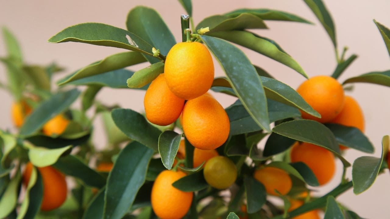 金柑の木に実がなった画像