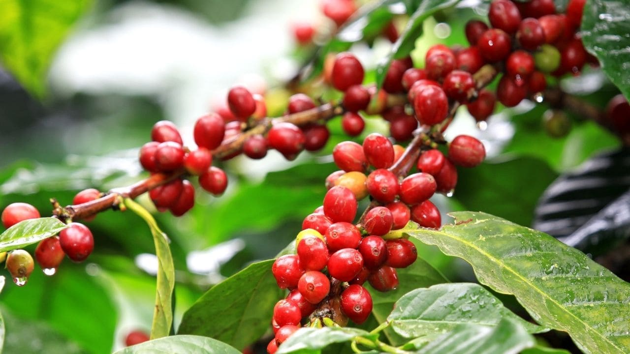 赤い実がなったコーヒーの木