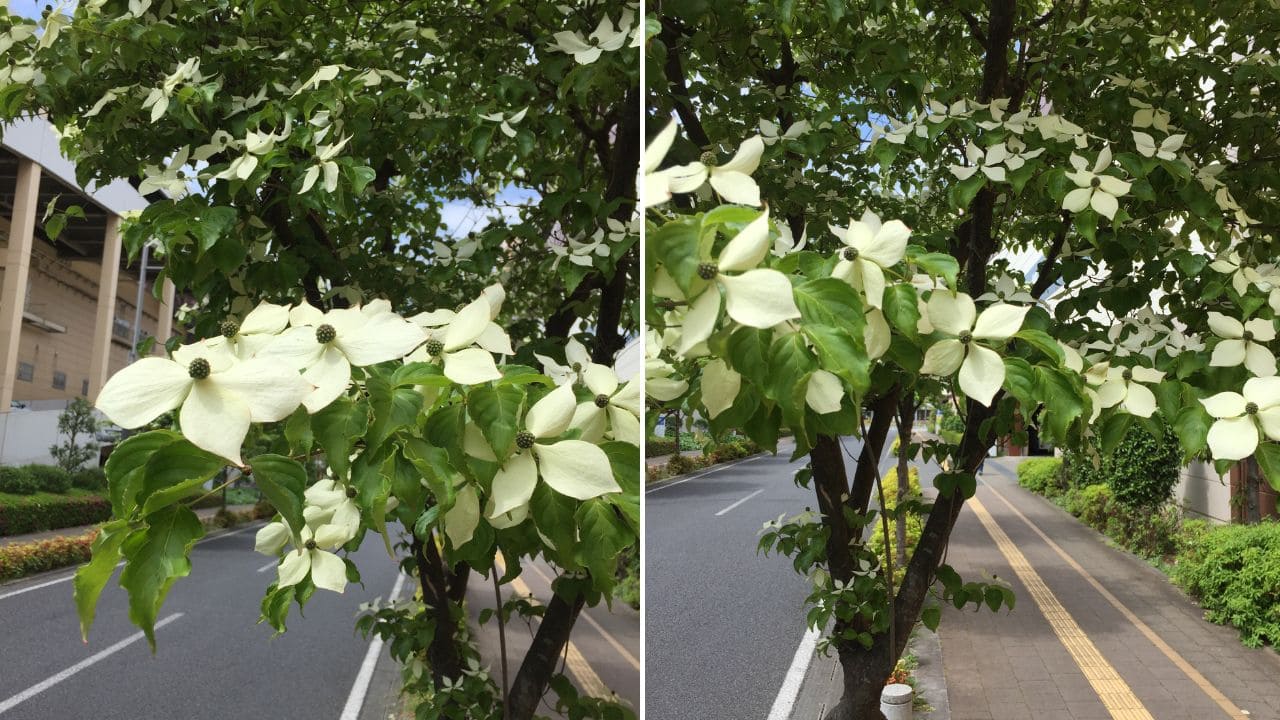 庭木におすすめのヤマボウシ