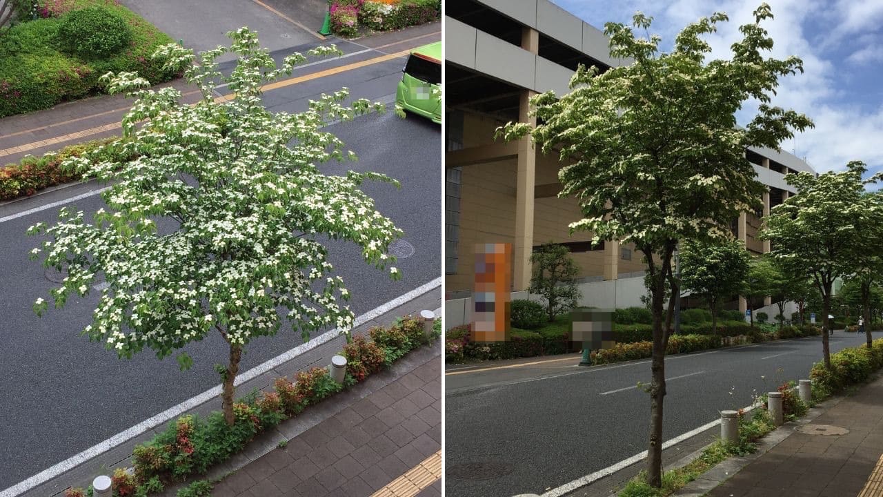 庭木におすすめのヤマボウシ
