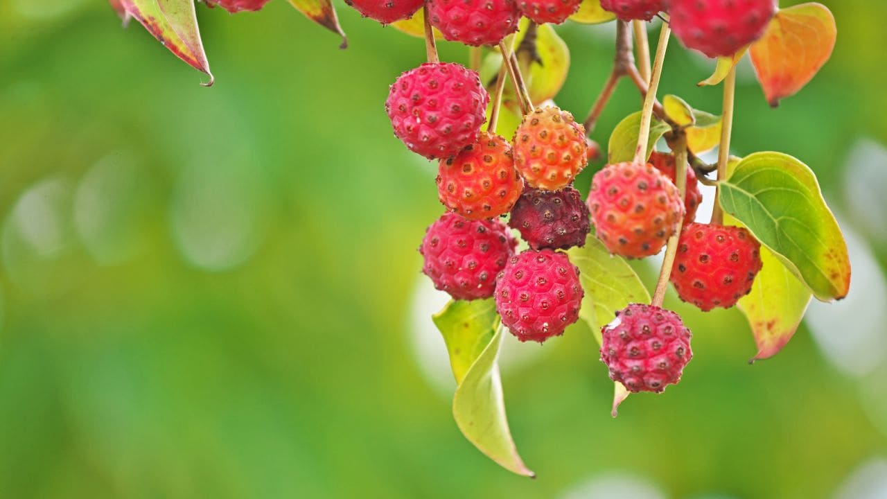 庭木におすすめのヤマボウシ