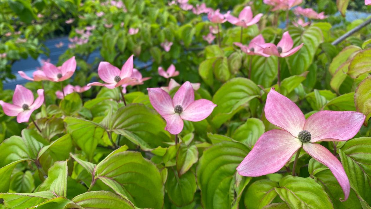 庭木におすすめのヤマボウシ