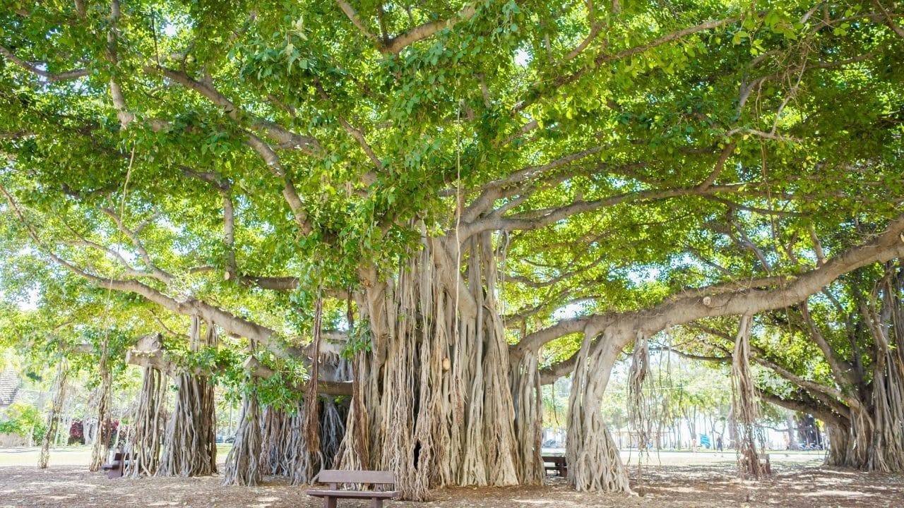 ガジュマルの木