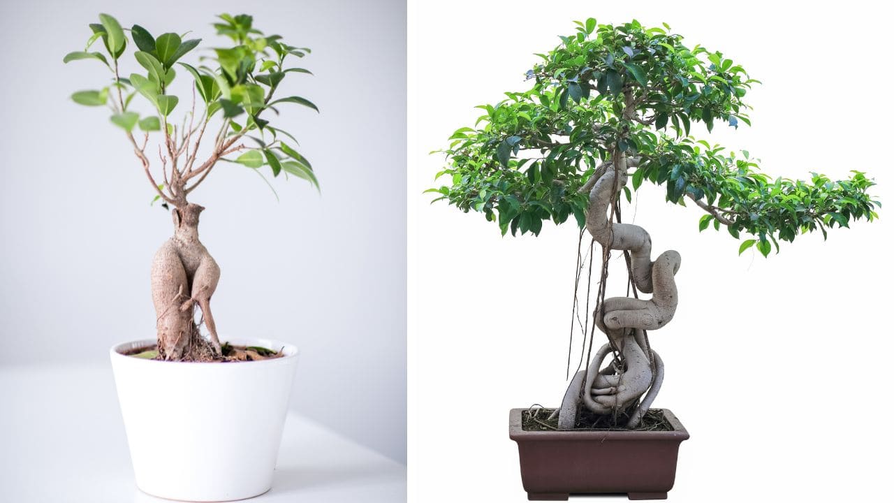 ガジュマルの鉢植え