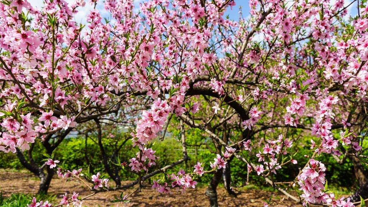 美しい花桃の画像