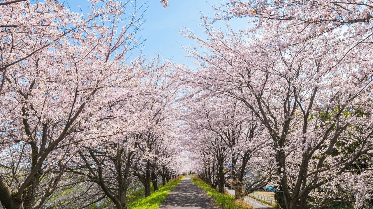 桜に並木道