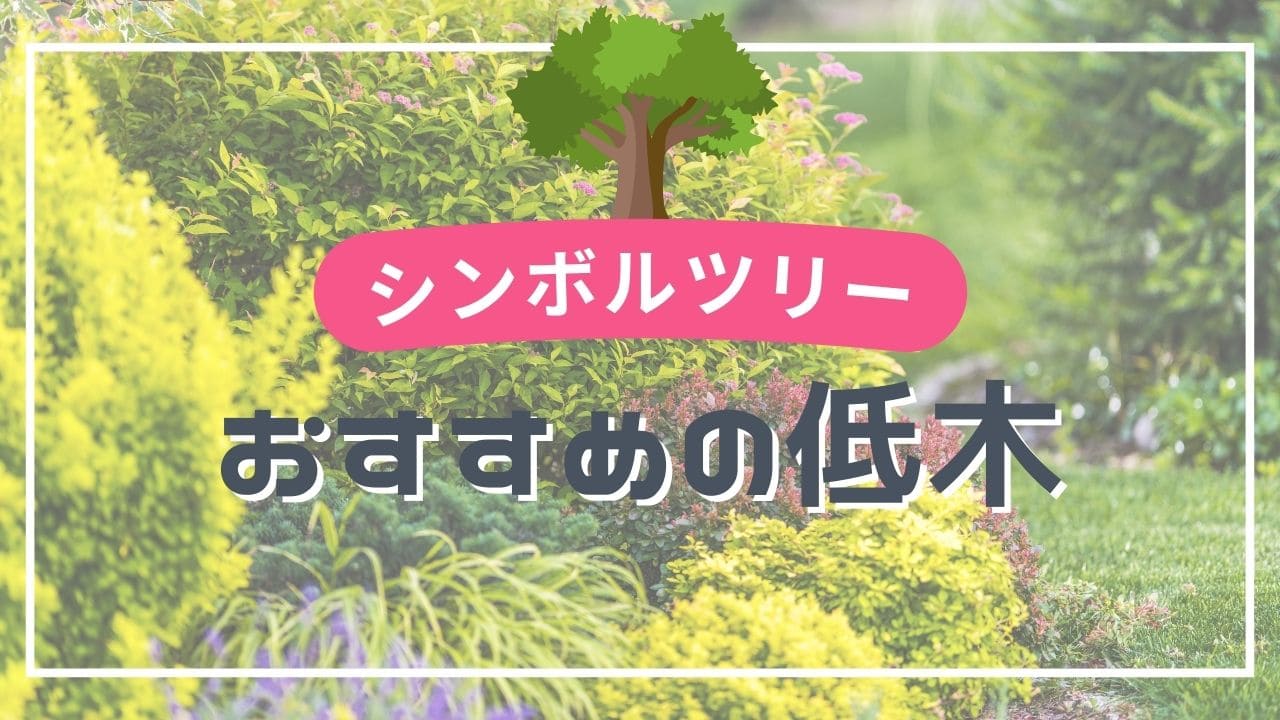 鉢植えにおすすめのシンボルツリー10選🪴【屋外の玄関先で楽しもう！】