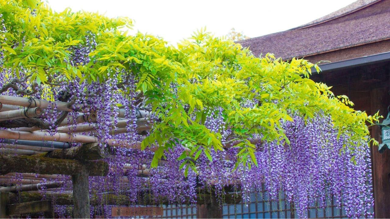 美しい藤の花と藤棚